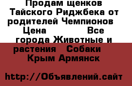 Продам щенков Тайского Риджбека от родителей Чемпионов › Цена ­ 30 000 - Все города Животные и растения » Собаки   . Крым,Армянск